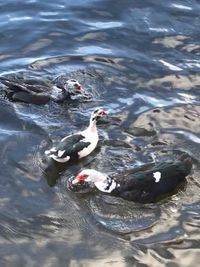 High angle view of ducks swimming in lake