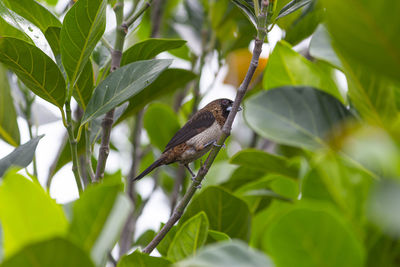 Low angle view of bird perching on plant