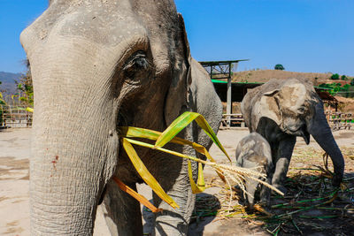 Close-up of elephant against clear sky