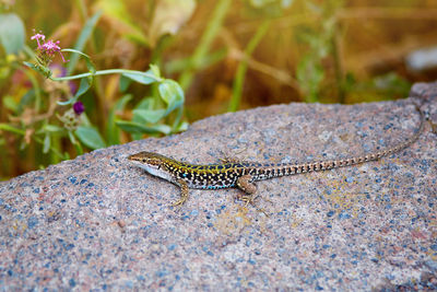 Close-up of insect on rock