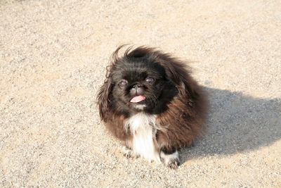 Pekinese dog