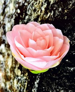 Close-up of pink flower