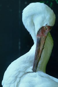 Close-up of a bird