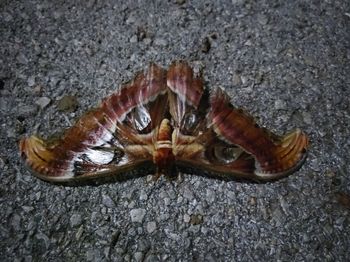 High angle view of rock on land