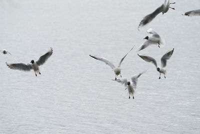 Seagulls flying in the water