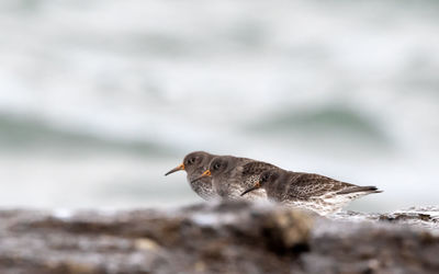 Close-up of a bird on rock