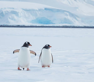 Penguin on snow