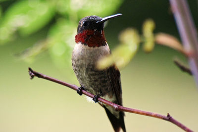 Close-up of bird perching on twig