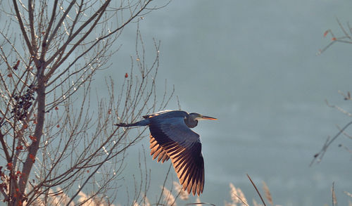 High angle view of gray heron flying by lake