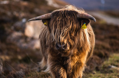 Close-up of horse standing on field