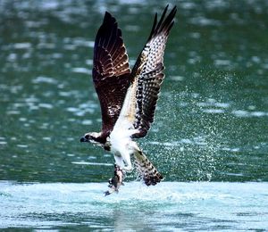 Close-up of eagle flying over lake