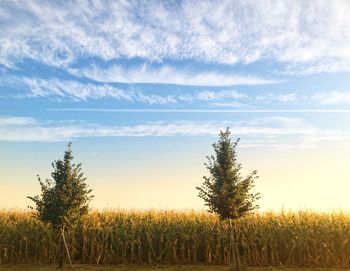 Scenic view of field against sky during sunset