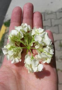 Close-up of hand holding flowers