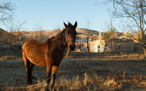 Horse in lake against sky