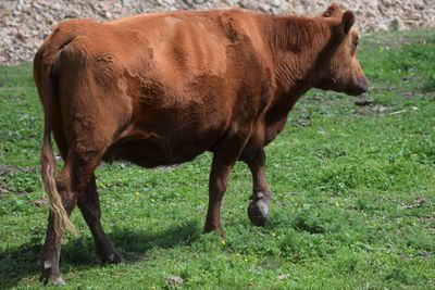 Cow grazing on field