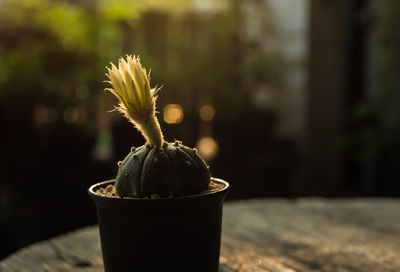 Close-up of potted plant on table