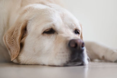 Close-up portrait of dog relaxing on floor