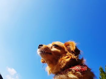 Dog against blue sky