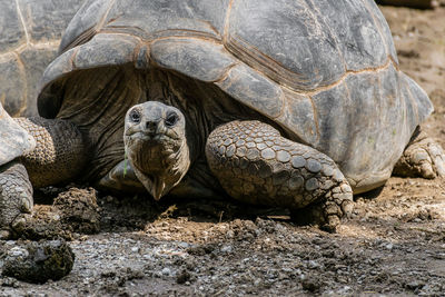 Close-up of tortoise on rock