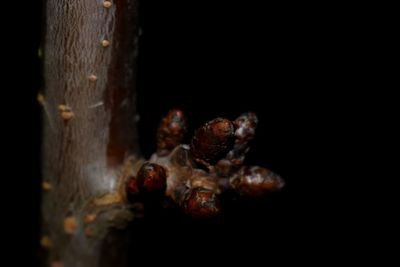 Close-up of crab on black background