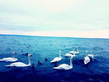 Swans swimming in sea against sky