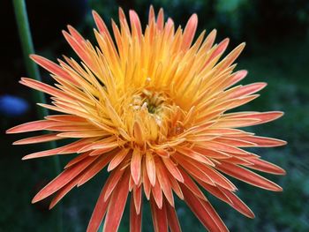 Close-up of flower