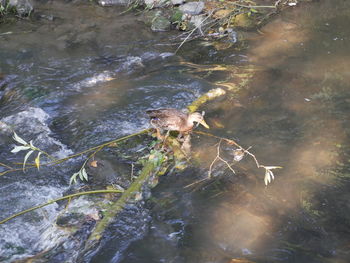 High angle view of tree by water