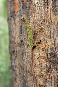 Close-up of lizard on tree trunk