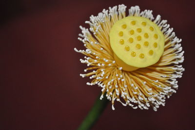 Close-up of yellow flower against black background