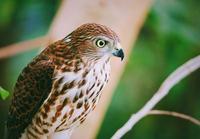 Close-up of bird perching outdoors