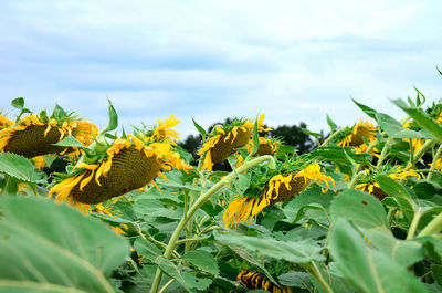 Close-up of fresh yellow plants against sky