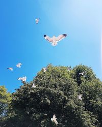 Low angle view of birds flying in the sky