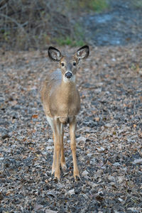 Doe in the forest comes close for a photo