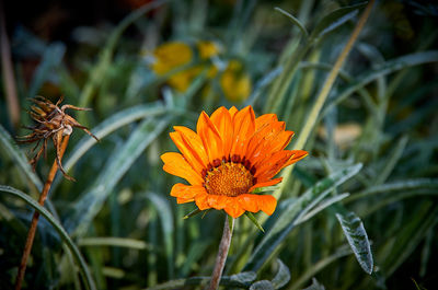 Close-up of orange flower on field