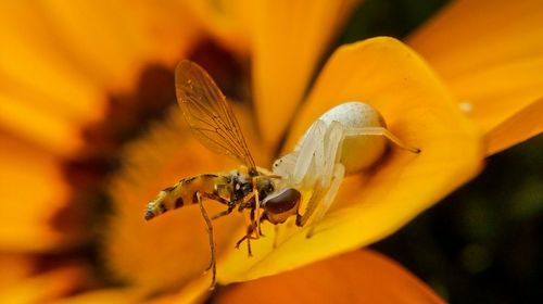 Close-up of insect on flower