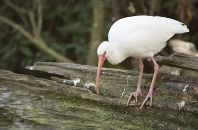 White ibis eudocimus albus on a log
