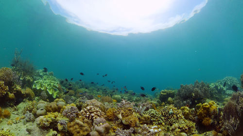 Beautiful underwater world with coral reef and tropical fishes. philippines. travel vacation concept