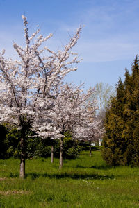 Flowers growing in field