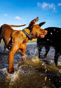 View of dog drinking water