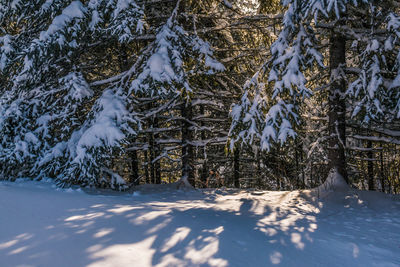 Trees on snow covered landscape