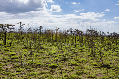 Plants growing in field