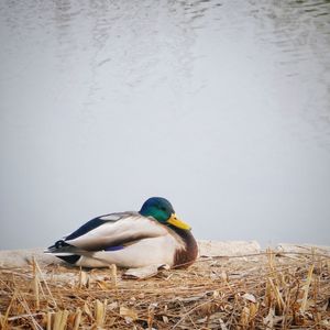 Duck swimming in a lake