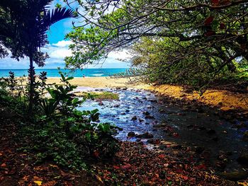 Trees on beach against sky