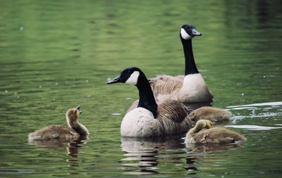 Ducks in a lake