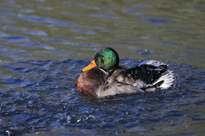 A mallard having a bath