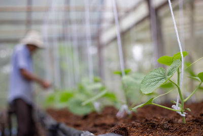 Plant growing in field
