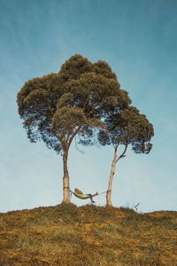 Tree on field against sky