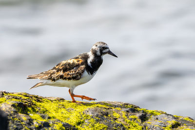 Bird perching on rock