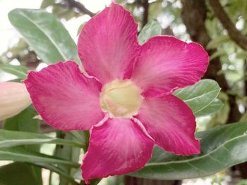 Close-up of pink flower blooming outdoors