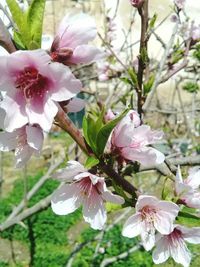 Close-up of pink flowers on tree